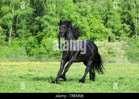 Friesenpferd. Schwarzer Hengst Galopp auf einer Wiese Stockfoto