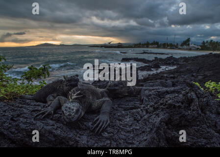 Marine iguana (Amblyrhynchus cristatus) schlafend an der Küste der Insel Isabela mit Puerto Vilamil im Hintergrund sichtbar als Sonne. Stockfoto