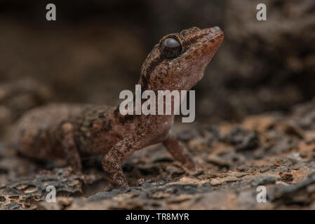 Galapagos Leaf-toed Gecko (Phyllodactylus galapagensis), das Blatt toed Geckos sind die weniger bekannten der Reptilien zu den Galapagos Inseln endemisch. Stockfoto