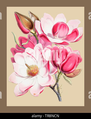 Magnolia Anlage Handbuch Abbildung Stockfoto