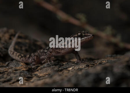 Galapagos Leaf-toed Gecko (Phyllodactylus galapagensis), das Blatt toed Geckos sind die weniger bekannten der Reptilien zu den Galapagos Inseln endemisch. Stockfoto