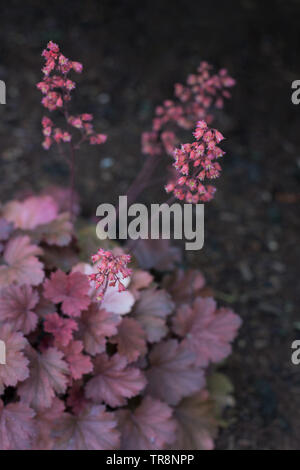 Heuchera Cherry Cola auf Adelman Pfingstrose Gärten in Salem, Oregon, USA. Stockfoto