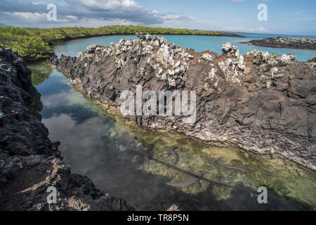 Ein Blick auf die überschwemmten Lava Tunnel in der Nähe von Puerto Villamil auf Galapagos, weiß Riffhaie in das Wasser darunter versammeln. Stockfoto