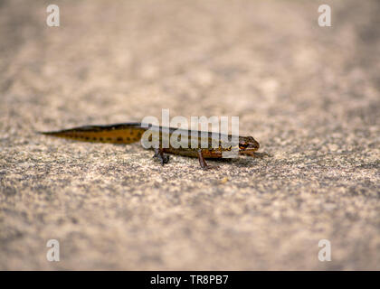 Eine kleine newt Spaziergänge auf einem Gartenweg im späten Frühjahr. Stockfoto