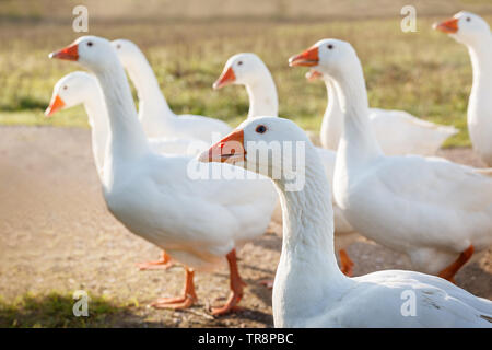 5 schönen weißen Gänse weiden auf der Wiese am Mittag, und auf der Suche nach Essen Stockfoto