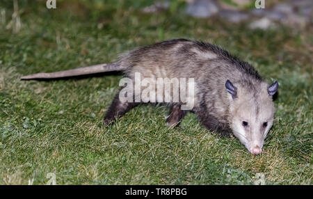 Nordamerikanische Opossum (Virginia opossum) die Nahrungssuche eine Wohn- Hinterhof. Stockfoto