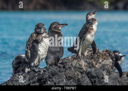 Die Galápagos-Pinguin (Spheniscus mendiculus) ist eine gefährdete Arten und ist endemisch auf den Galapagos Inseln in Ecuador. Stockfoto