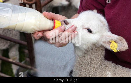 Ein Lamm wird mit einer Flasche Milch gefüttert Stockfoto
