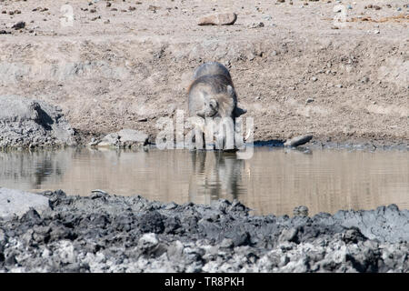 Ein männlicher Warzenschwein Trinken an einem Wasserloch, iMfolozi, Südafrika. Stockfoto