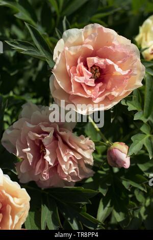 Intersektionale Pfingstrose kanarischen Brillanten an Adelman Pfingstrose Gärten in Salem, Oregon, USA. Stockfoto