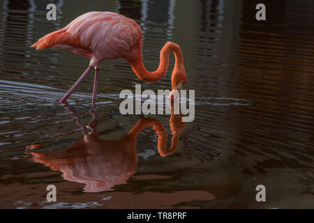 Eine wilde amerikanische Flamingo, Phoenicopterus ruber glyphorhynchus, von der Insel Isabela in Ecuador. Die Vögel in den Galapagos werden als Unterarten. Stockfoto