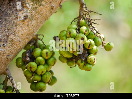 Kleine grüne Wilde Feige Früchte am Baum/Ficus Carica Stockfoto