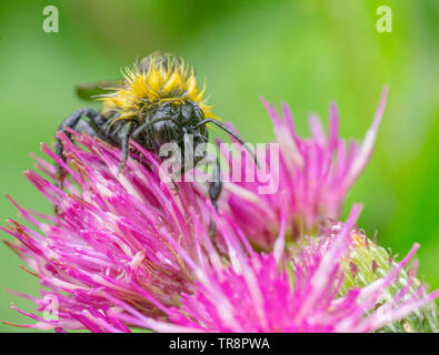 Honeybee arbeitet auf rosa Blume Stockfoto