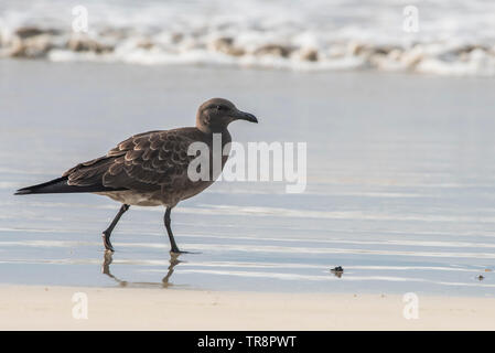 Ein lavastrom Möwe (Leucophaeus Fuliginosus) von Isabela Insel auf Galapagos. Endemisch auf den Inseln, ist die seltenste gull Arten angesehen. Stockfoto