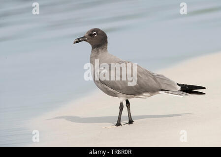 Ein lavastrom Möwe (Leucophaeus Fuliginosus) von Isabela Insel auf Galapagos. Endemisch auf den Inseln, ist die seltenste gull Arten angesehen. Stockfoto