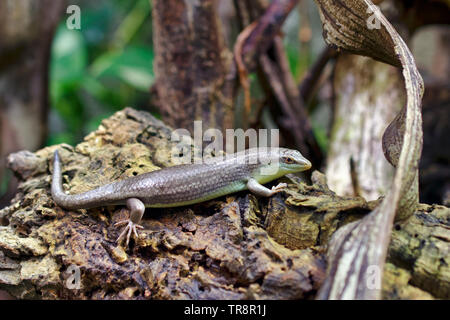 Olive Tree skink - Dasia olivacea Stockfoto