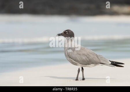 Ein lavastrom Möwe (Leucophaeus Fuliginosus) von Isabela Insel auf Galapagos. Endemisch auf den Inseln, ist die seltenste gull Arten angesehen. Stockfoto