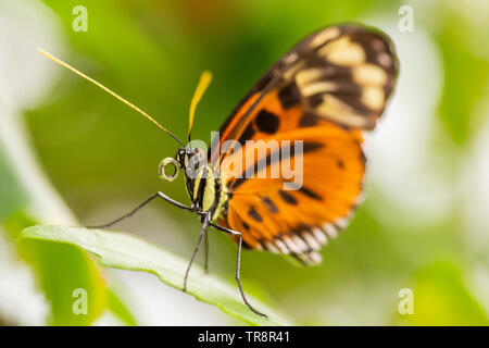 Tiger Longwing Butterfly aus nächster Nähe, auf grünen Blättern sitzend Stockfoto