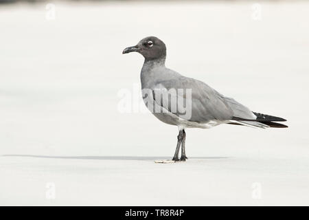 Ein lavastrom Möwe (Leucophaeus Fuliginosus) von Isabela Insel auf Galapagos. Endemisch auf den Inseln, ist die seltenste gull Arten angesehen. Stockfoto