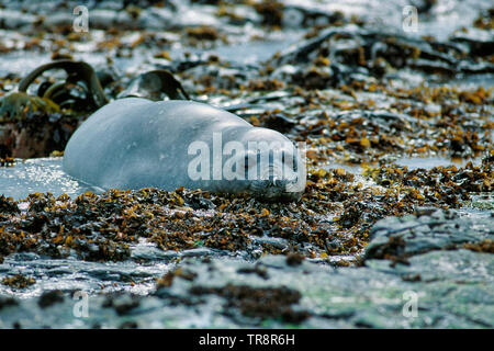 Südliche elephant Seal pup-Mirounga leonina Leonina Stockfoto