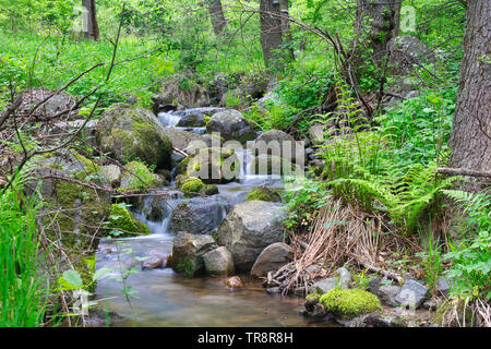Cascade Falls und bemoosten Felsen, Bild der Fluss im Frühjahr Wald Stockfoto