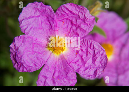 Nahaufnahme der Lila, wrinkly Blume des Kretischen Zitrosen, Cistus Creticus Stockfoto