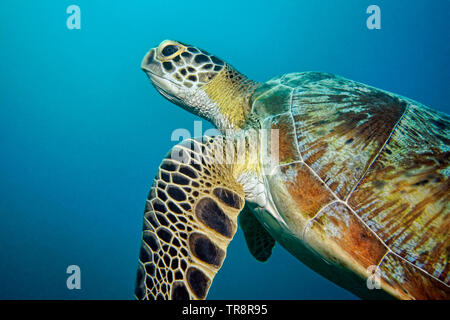 Chelonia mydas Green Turtle - Stockfoto