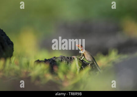 Eine weibliche Galapagos lava Lizard (Microlophus albemarlensis) Sonnenbaden auf einem Lavafelsen im hellen Sonnenschein, von der Insel Santa Cruz. Stockfoto