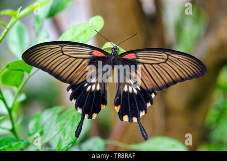 Großer mormone Schmetterling (weiblich) - papilio Memnon Stockfoto