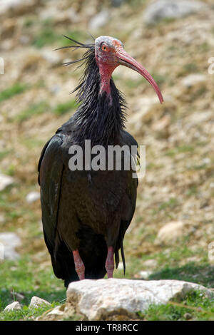 Northern bald Ibis - Geronticus eremita Stockfoto