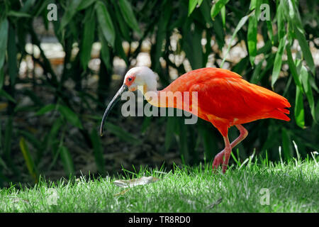 Scarlet ibis - Eudocimus ruber Stockfoto