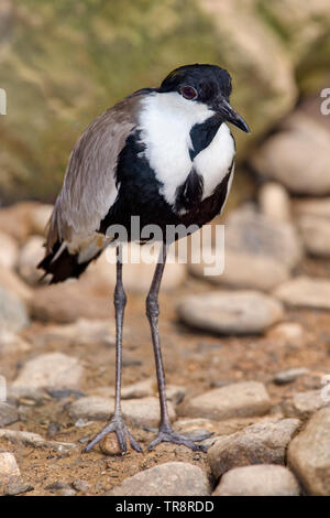 Sporn - winged Kiebitz, Vanellus spinosus Stockfoto