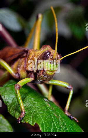 Blue-winged Grasshopper (Erwachsener) - Tropidacris collaris Stockfoto