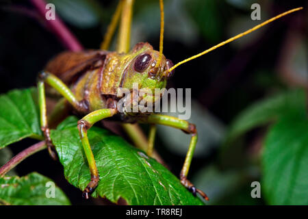 Blue-winged Grasshopper (Erwachsener) - Tropidacris collaris Stockfoto