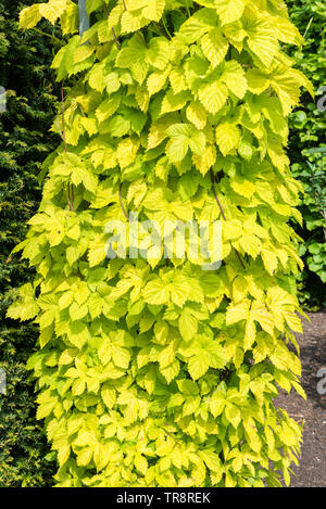 Humulus lupulus 'Aureus' Golden Hopfenpflanze Stockfoto