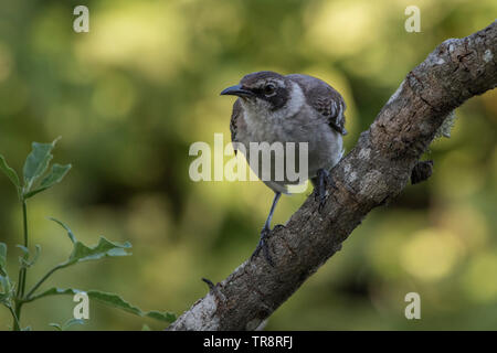 Die Galapagos Spottdrossel (Mimus parvulus parvulus) von der Insel Santa Cruz. Diese Vögel sind endemisch auf die Galapagos Inseln. Stockfoto