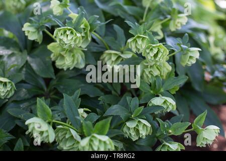 Helleborus Golden Lotus an Adelman Pfingstrose Gärten in Salem, Oregon, USA. Stockfoto