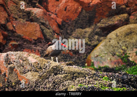 Die SCHWÄRZLICHE Austernfischer (Haematopus ater) auf den Felsen an der Ballestas Inseln im Nationalpark von Paracas, Peru Stockfoto