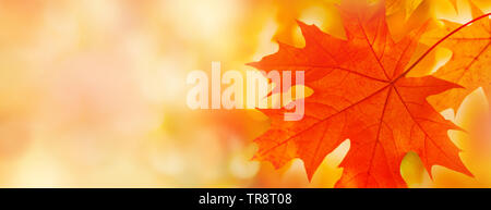 Bunten Ahornblätter close-up auf den verschwommenen Hintergrund. Herbst Panorama. Kopieren Sie Platz für Ihren Text Stockfoto