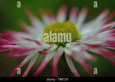 Nahaufnahme von Gerbera daisy Stockfoto