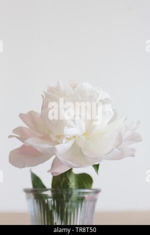 Pfingstrose Amalia Olson auf Adelman Pfingstrose Gärten in Salem, Oregon, USA. Stockfoto