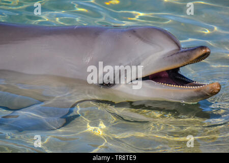 Delphine im Wasser Stockfoto