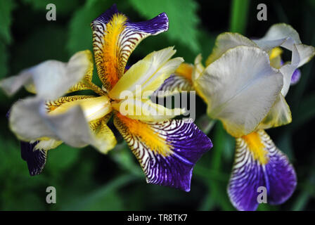 Lila, Weiß und Gelb Paar iris Blumen blühen, verschwommene grüne Blätter Hintergrund, Ansicht von oben Stockfoto