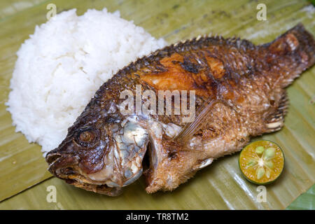 Filipino traditionelles Gericht: Philippinische tilapia gebraten Fisch mit Reis Stockfoto