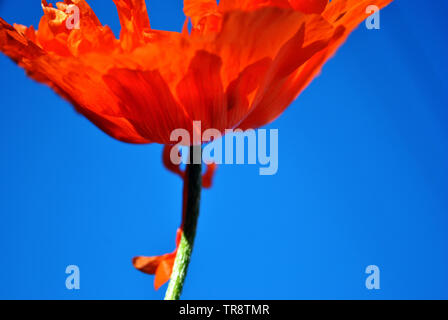 Blühende rote Koralle Poppy, close-up Detail Ansicht vom Boden auf, und blauer Himmel Stockfoto