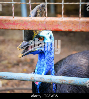 Cassowary Vogel im Käfig in den Nationalpark / Casuarius Casuariidae Stockfoto