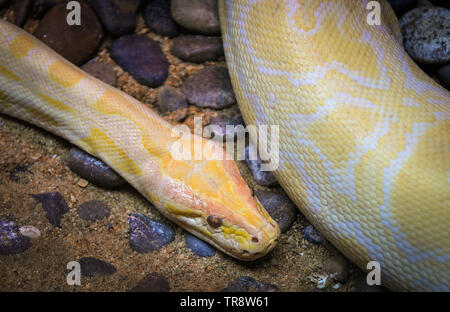 Golden python gelbe Schlange liegen auf Boden/Albino Tigerpython Stockfoto