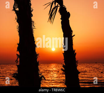 Palmen ans Sonnen Stockfoto