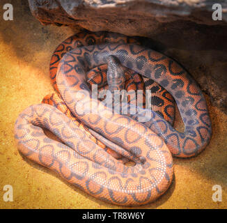 Schlange des brasilianischen Rainbow boa liegen auf Boden/Epicrates cenchria cenchria Stockfoto