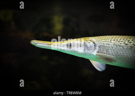 Alligator gar Fische schwimmen im Aquarium unterwasser Aquarium/Atractosteus spatula Stockfoto